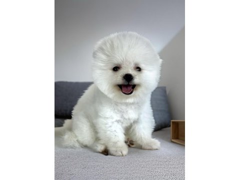 Kar beyaz ayı surat pomeranian boo erkek yavru