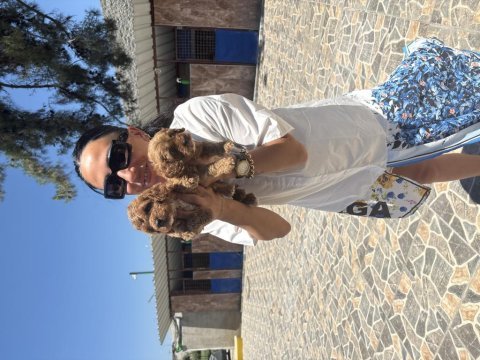 Maltipoo yavrularım sağlık ve ırk garantilidir