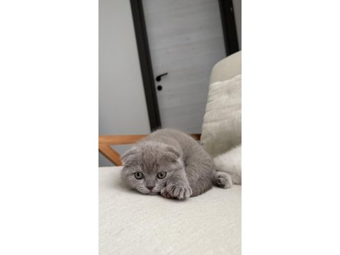 Scottish fold kedisi 55 günlük