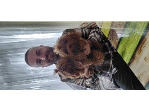 Poodle köpekler lütfen dolandırıcılara dikkat edin