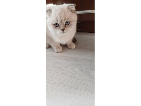 British scottish dişi erkek kedi vardır
