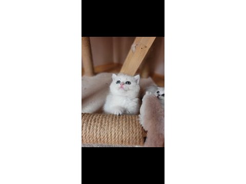 Muhteşem scottish fold yavrular
