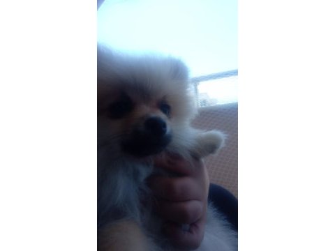 Anne pomeranian boo baba şecereli