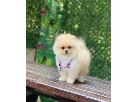 Pomeranian boo yavrularımız