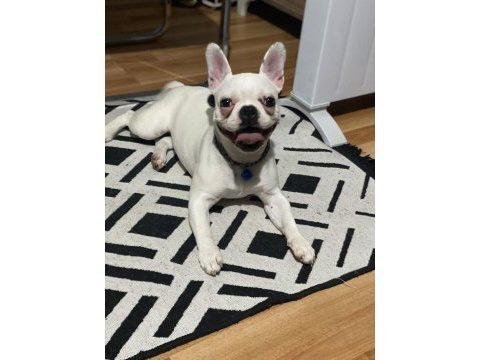 Ücretsiz dişi french bulldog