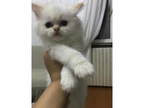 British red point yavrular