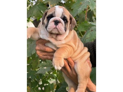 Bulldog ırkının en iyi detayları