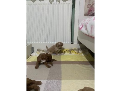 Anne altından kore boy amerikan poodle bebekler