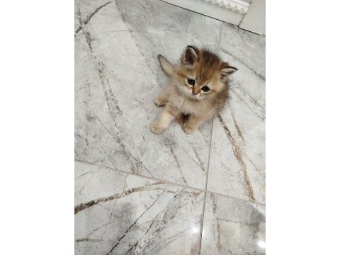 Yaklaşık 3 aylık sevimli british shorthair yavrumuz