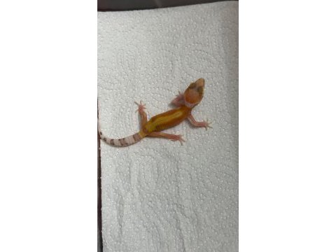 Morph garentili leopard gecko