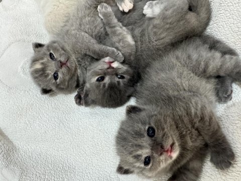 British shorthair yavru kedimiz