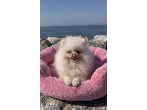 Pomeranian boo bebek köpekler