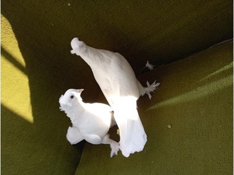 Limon takkalı takım güvercin