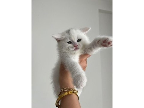 Dünya güzeli british longhair canlı görün