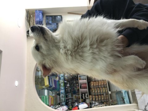 Eğitimli pomeranian spitz