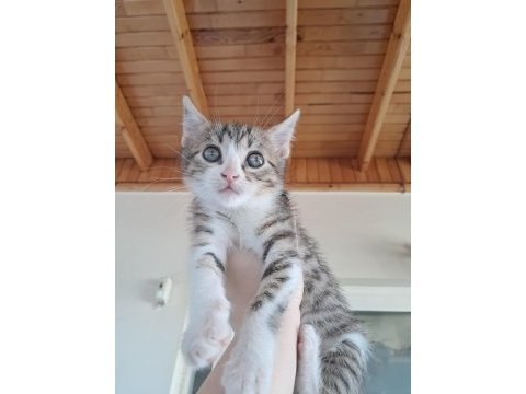 1 aylık dişi tekir