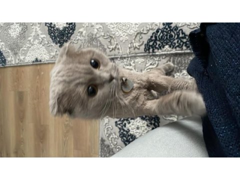 Mia 4 yaşında scottish fold güzel kızım yeni yuvasını arıyor