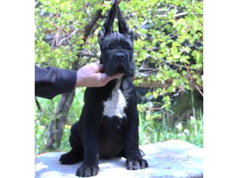 Fcı-kıf şecereli safkan cane corso köpekler
