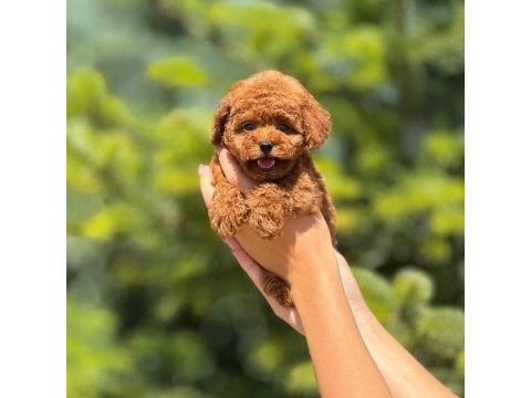 Toy poodle köpekler