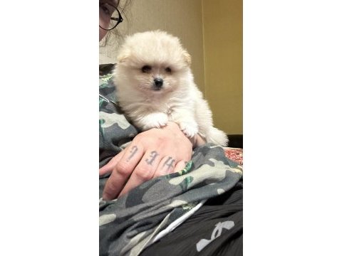 Yavru pomeranian boo