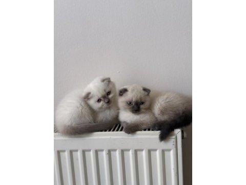 Scottish shorthair ve british shorthair blue point