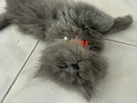 2 aylik british longhair