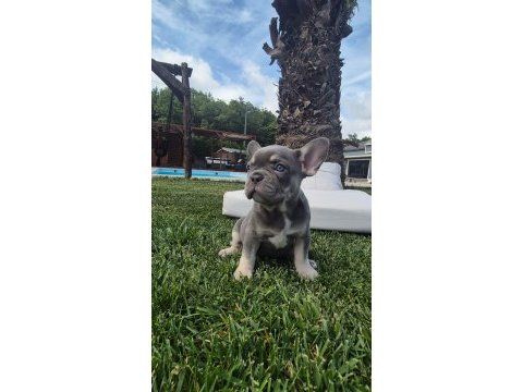 2 renkli french bulldog yavruları çiftlikten 