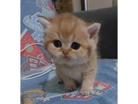 Safkan golden british shorthair