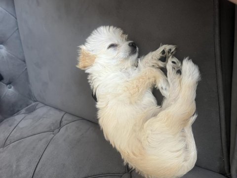 50 günlük maltese terrier