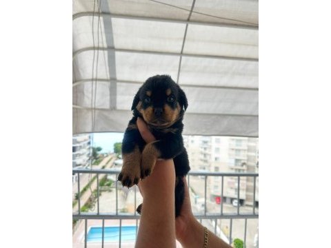 Mersin rottweiler