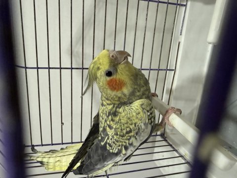 Erkek çok güzel jumbo sultan al götür kaçırma
