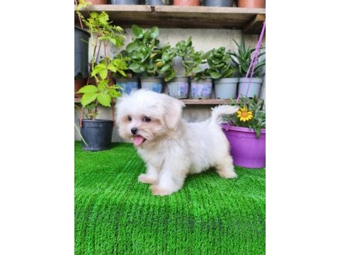 Teacup dişi kore maltese