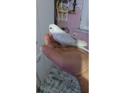 Yeni yeme düşmüş muhabbet kuşu yavrular
