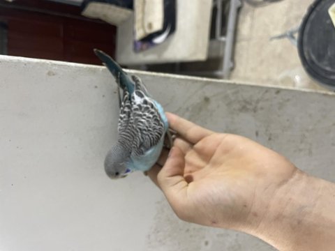 Yeni yeme düşen kuşlar her renk mevcut