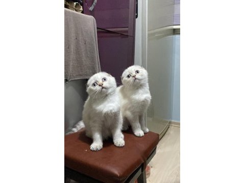 Dişi scottish fold yavrularım
