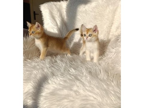 British shorthair golden yavrular