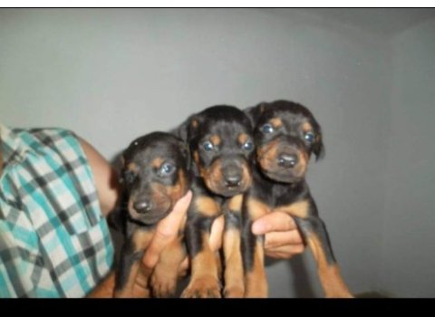Harika kalitede doberman yavruları