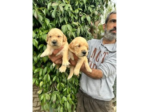 Golden retriever yavruları ücretsiz değildir