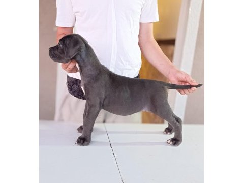 A scr fci-kif kayıtlı cane corso