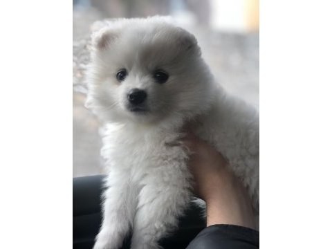 Ayıcık surat değil ayıcığın kendisi pomeranian boo