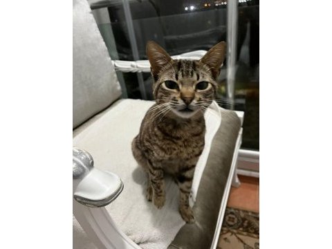 8 aylık dişi tekir, onu sevecek bir dost arıyor!