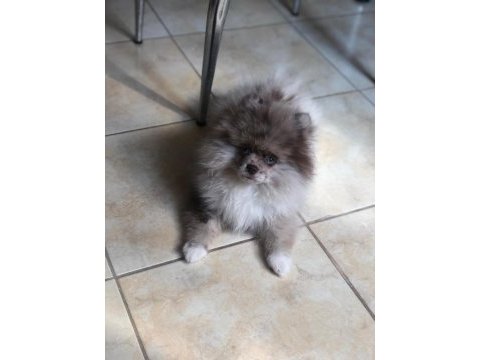 Pomeranian boo yavrularımız