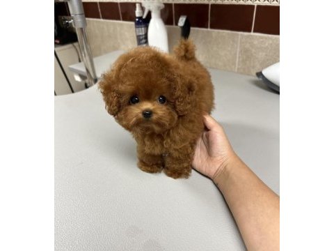 Orjinal maltipoo bebeklerimiz yeni evlerine gitmeye hazirlar