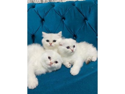 Sevimli scottish fold bebekler