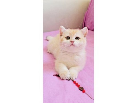 British shorthair çikolata kız