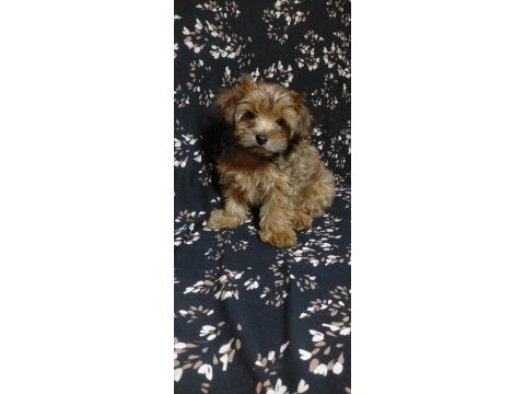 Maltipoo erkek