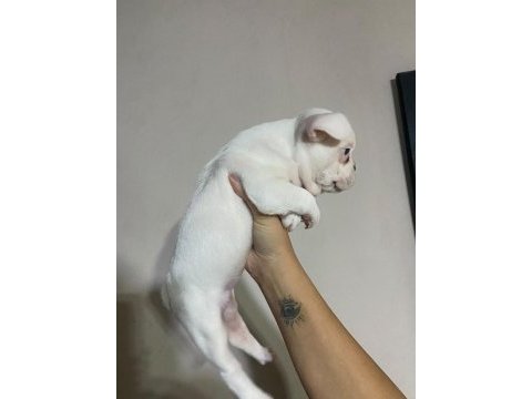 French bulldog 40 günlük yavru