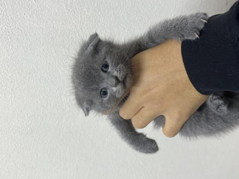 Scottish fold tatlı kediler