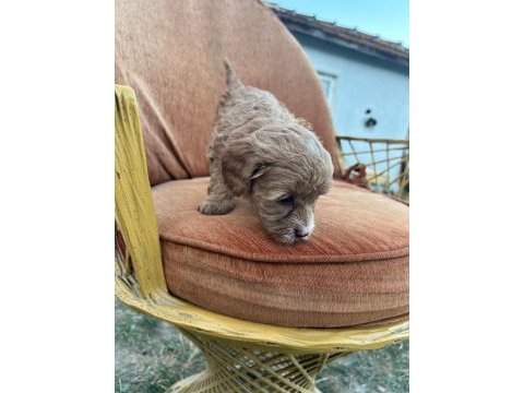 Maltipoo bebekler yeni yuvalarını arıyor