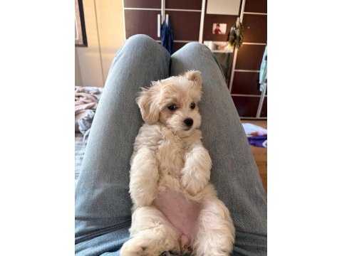 Maltipoo yavru